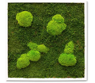 fleur ami PREMIUM Moos-Bild