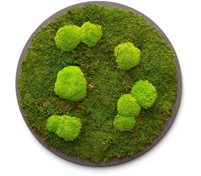 fleur ami PREMIUM Moos-Bild