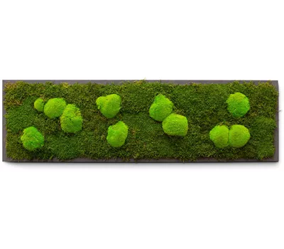 fleur ami PREMIUM Moos-Bild