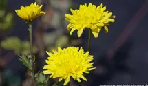 Winteraster