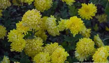 Winteraster
