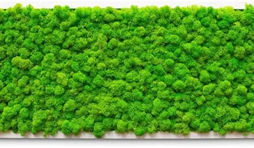 fleur ami PREMIUM Moos-Bild