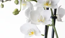 Phalaenopsis weiß 2er