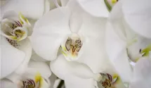 Phalaenopsis weiß 2er