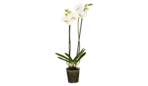 Phalaenopsis weiß 2er