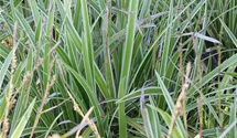 Weißrandrige Teppich-Segge