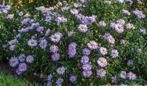 Aster dumosus 'Zwergenhimmel'