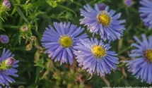 Aster dumosus 'Zwergenhimmel'
