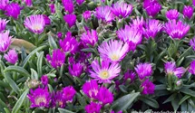 Transvaal-Mittagsblume