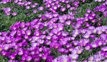 Transvaal-Mittagsblume