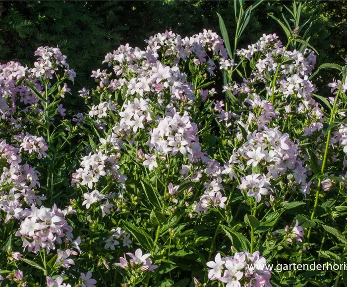 Campanula lactiflora 'Loddon Anne'