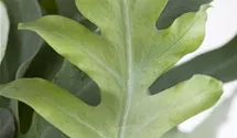 Phlebodium 'Blue Star'