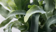Phlebodium 'Blue Star'