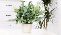 Phlebodium 'Blue Star'