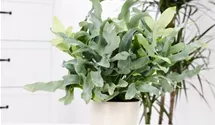 Phlebodium 'Blue Star'