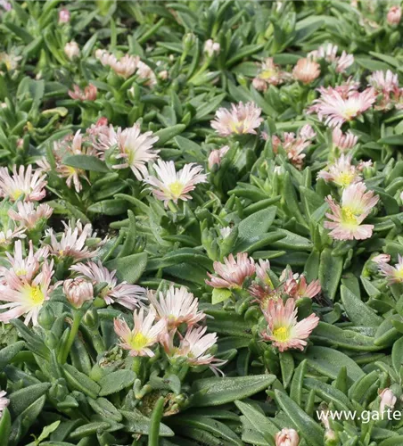 Delosperma sutherlandii 'Peach Star'