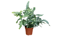 Phlebodium 'Blue Star'