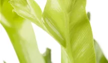 Asplenium antiquum