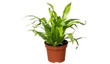 Asplenium antiquum