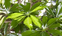 Schefflera arboricola 'Gold Capella'