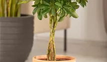 Schefflera arboricola 'Gold Capella'