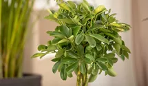 Schefflera arboricola 'Gold Capella'