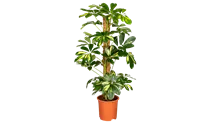 Schefflera arboricola 'Gold Capella'