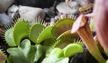 Dionaea muscipula 'Jumbo'