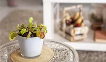 Dionaea muscipula 'Jumbo'