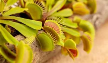 Dionaea muscipula 'Jumbo'