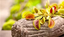 Dionaea muscipula 'Jumbo'