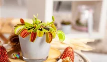 Dionaea muscipula 'Jumbo'