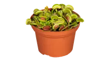 Dionaea muscipula 'Jumbo'