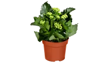 Kalanchoe blossfeldiana Topfgröße 12cm