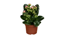 Kalanchoe blossfeldiana Topfgröße 12cm