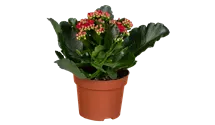 Kalanchoe blossfeldiana Topfgröße 12cm