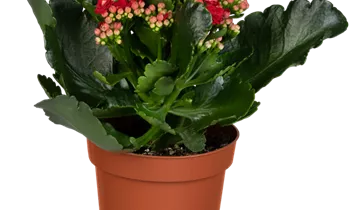 Kalanchoe blossfeldiana Topfgröße 12cm