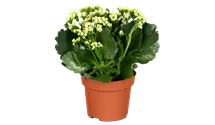 Kalanchoe blossfeldiana Topfgröße 12cm