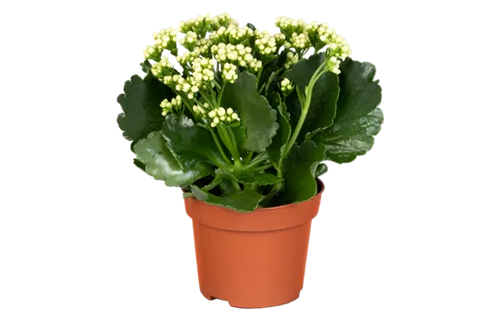 Flammendes Käthchen 