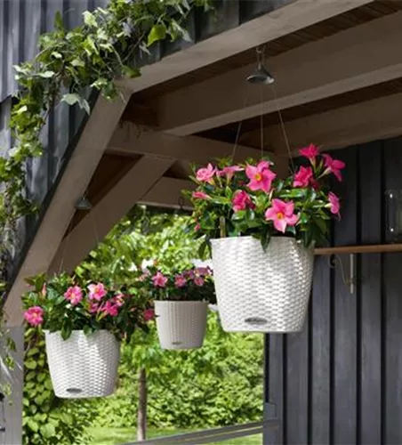 LECHUZA NIDO Cottage