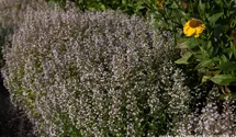Kleinblütige Bergminze