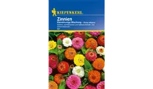 Zinnia elegans, kleinblütig