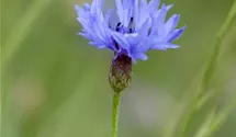 Centaurea cyanus
