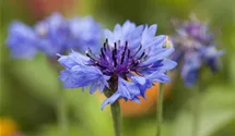Centaurea cyanus