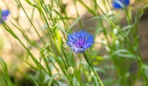 Centaurea cyanus