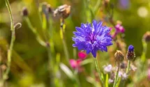 Centaurea cyanus