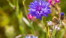 Centaurea cyanus