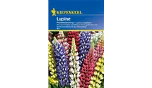 Lupinus polyphyllus 'Prachtmischung'