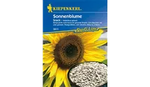 Helianthus annuus 'Snack'