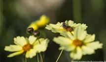Großblumiges Mädchenauge